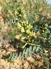 Astragalus lentiginosus nigricalycis