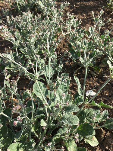 Image of Eriogonum vestitum by (c) Matt Berger, some rights reserved (CC BY)