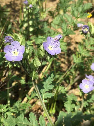 Phacelia ciliata var. ciliata