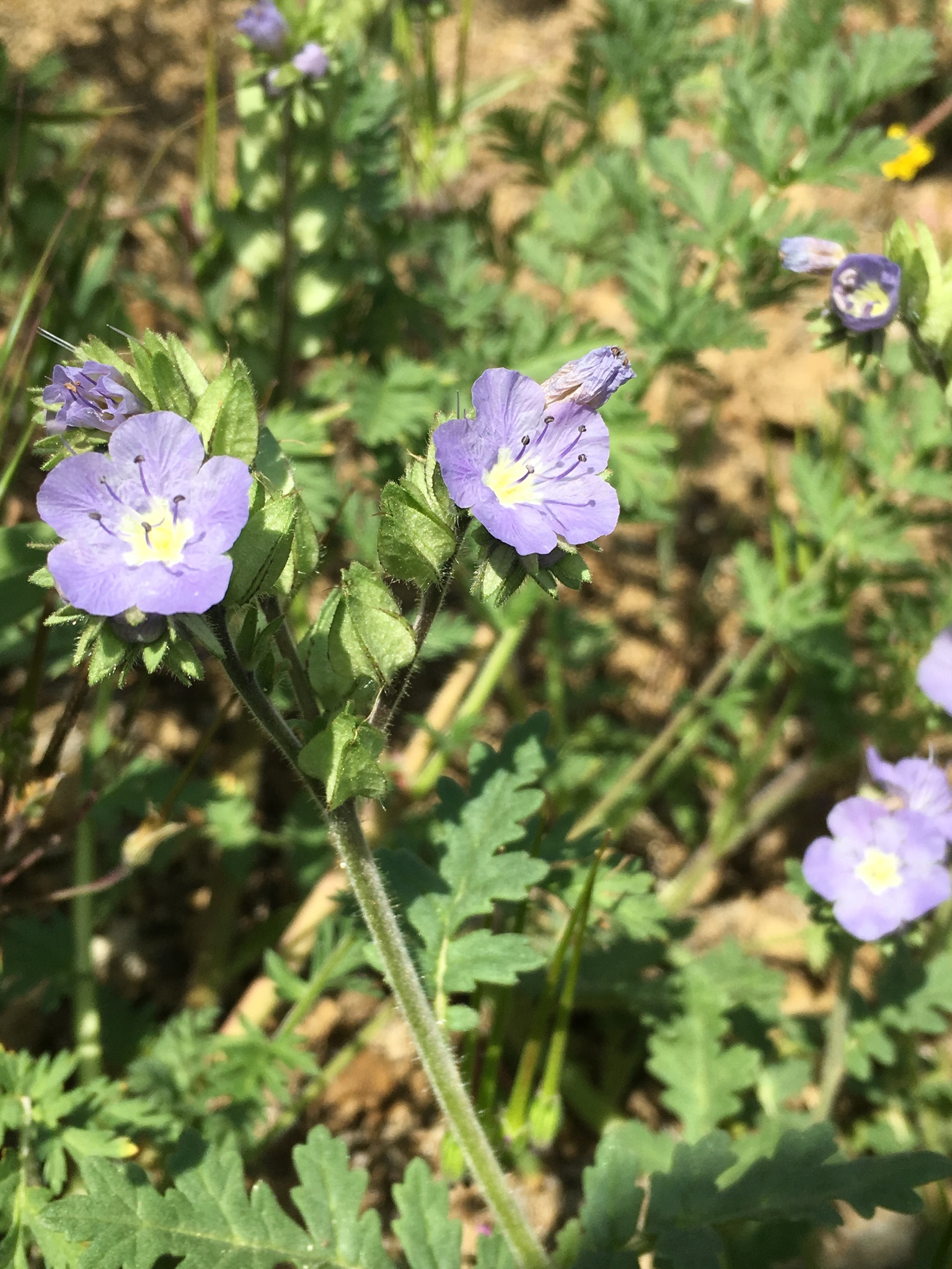 Phacelia ciliata var. ciliata