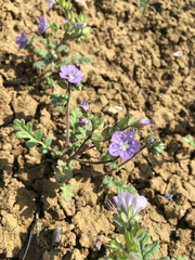 Phacelia ciliata ciliata