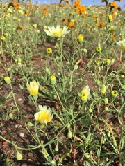 Malacothrix floccifera