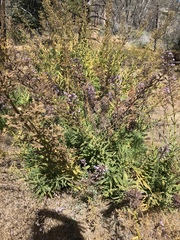 Turricula