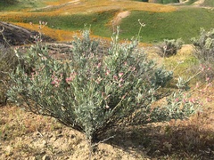 Eriogonum fasciculatum polifolium