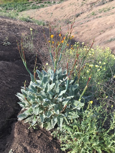 Eriogonum nudum var. indictum