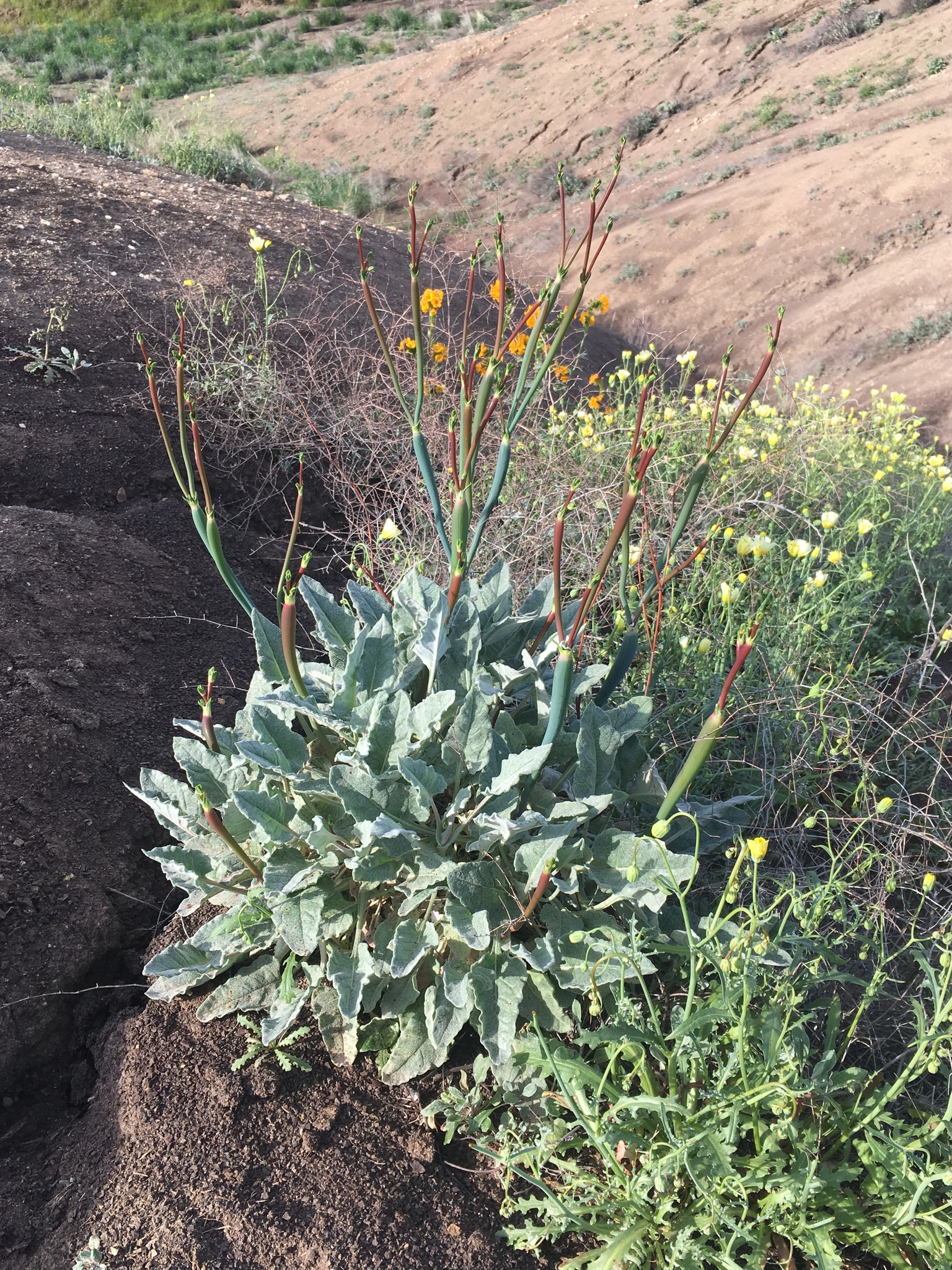 Eriogonum nudum var. indictum