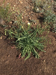 Malacothrix floccifera