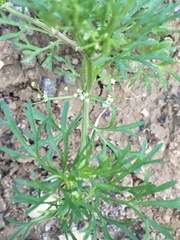 Apiastrum angustifolium