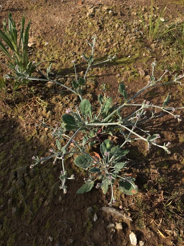 Image of Eriogonum vestitum by (c) Matt Berger, some rights reserved (CC BY)