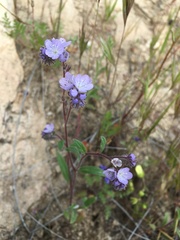 Phacelia breweri
