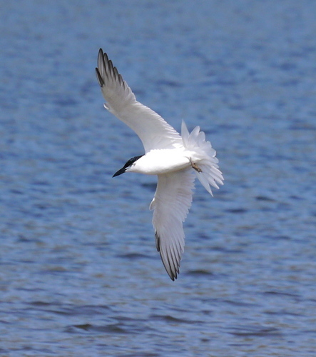 Gull-billed Tern