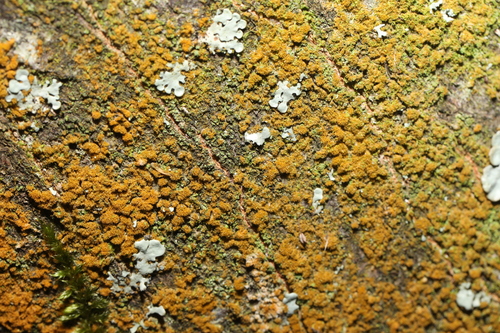 Trentepohlia abietina observed 2025-06-19