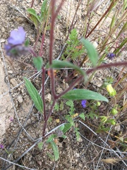 Phacelia breweri