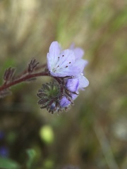 Phacelia breweri