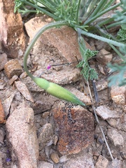 Eschscholzia hypecoides
