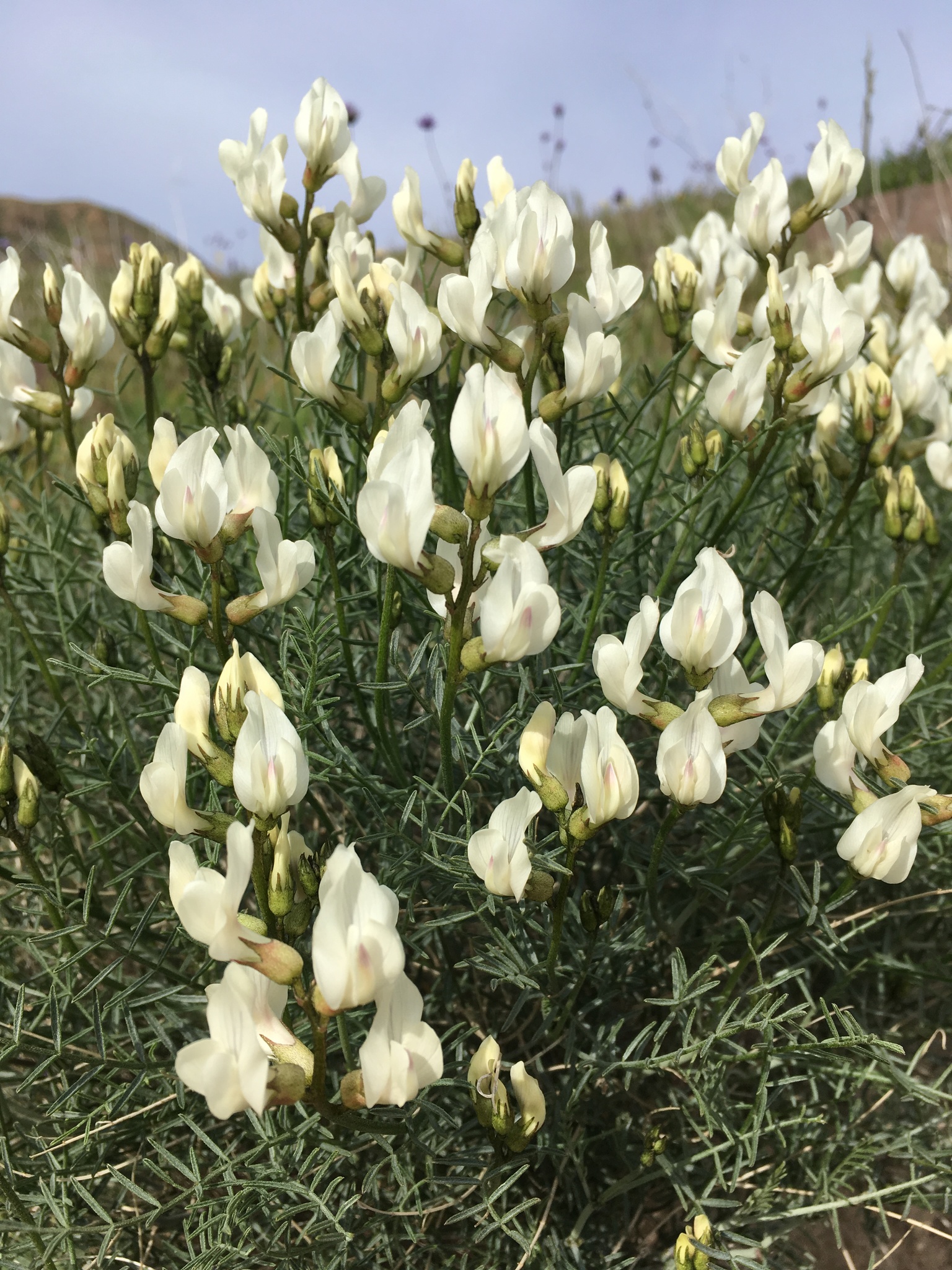 Astragalus pachypus