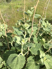 Malacothamnus aboriginum