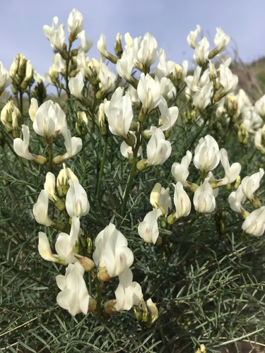 Image of Astragalus pachypus by (c) Matt Berger, some rights reserved (CC BY)