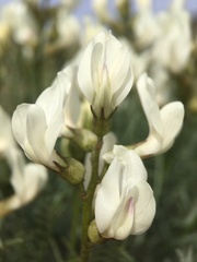 Astragalus pachypus
