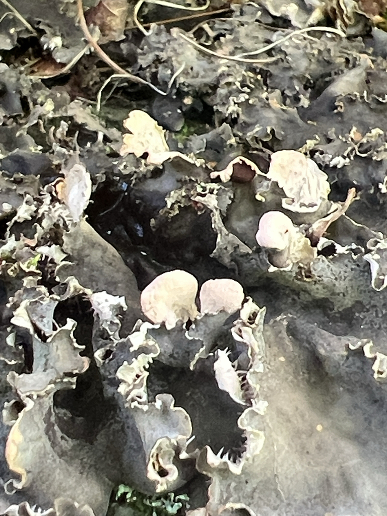 scaly pelt lichen