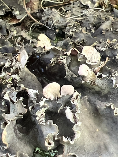 scaly pelt lichen