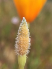 Eschscholzia hypecoides