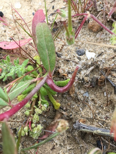 Image of Camissoniopsis ignota by (c) Matt Berger, some rights reserved (CC BY)