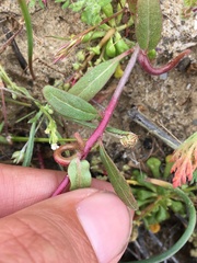 Camissoniopsis ignota