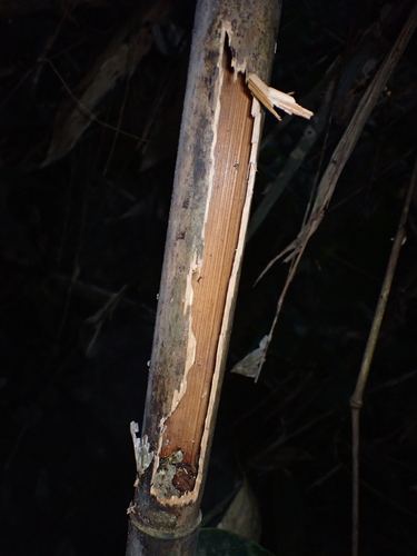 Rondonia Bushbird