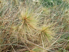 Spinifex longifolius