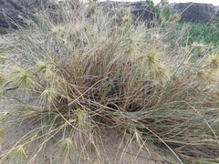 Spinifex longifolius