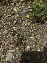 Eriogonum gracillimum