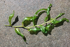 Potamogeton praelongus