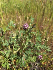 Astragalus didymocarpus didymocarpus