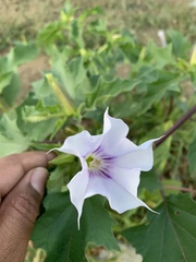 Datura stramonium