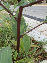Datura stramonium