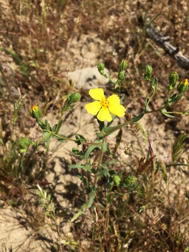 Image of Deinandra kelloggii by (c) Matt Berger, some rights reserved (CC BY)