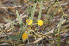 Acacia ligulata