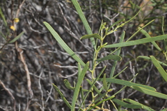 Acacia ligulata