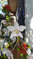Collabieae