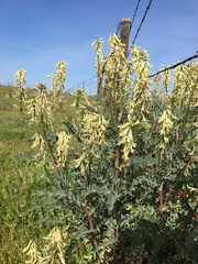 Astragalus oxyphysus