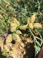 Astragalus lentiginosus nigricalycis