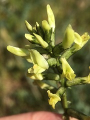 Astragalus lentiginosus nigricalycis