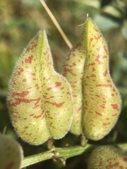 Astragalus lentiginosus nigricalycis