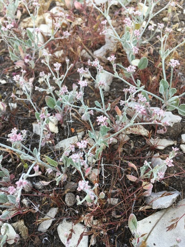 Image of Eriogonum vestitum by (c) Matt Berger, some rights reserved (CC BY)