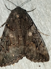 Catocala antinympha