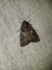 Catocala antinympha
