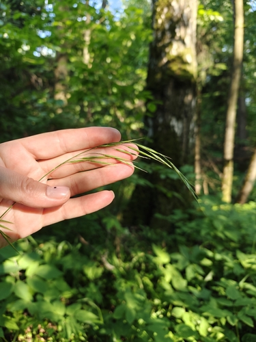 Hairy Wood-brome (Bromus ramosus)