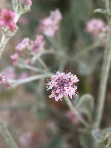 Image of Eriogonum vestitum by (c) Matt Berger, some rights reserved (CC BY)