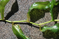 Potamogeton praelongus